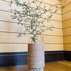 観葉植物　ソフォラとガラス製鉢カバーの画像