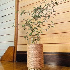 観葉植物　ソフォラとガラス製鉢カバーの画像