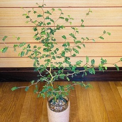 観葉植物　ソフォラとガラス製鉢カバーの画像