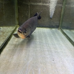 魚2匹と水槽2台セット売ります。の画像