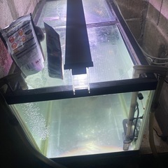魚2匹と水槽2台セット売ります。の画像