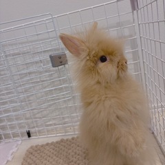 ライオンドワーフ