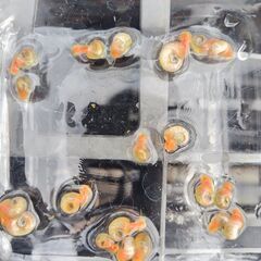 ピンクラムズホーン　7匹の画像