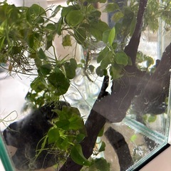 アヌビアス・ナナ　　流木　溶岩石の画像