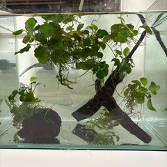 アヌビアス・ナナ　　流木　溶岩石の画像