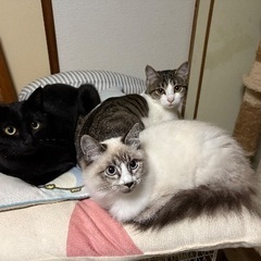 甘えるようになってきました！姉妹か親子で迎えてもらえません…