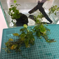 アヌビアス・ナナ　　流木　溶岩石の画像