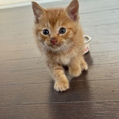 茶トラの男の子🐱生後1ヶ月半くらい／人懐っこい子猫の里親さん募集...