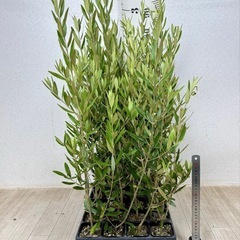 【植物】オリーブ苗 ひなかぜの画像