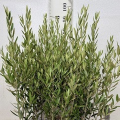 【植物】オリーブ苗 ひなかぜの画像