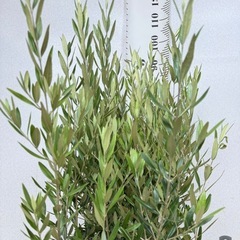 【植物】オリーブ苗 ひなかぜの画像