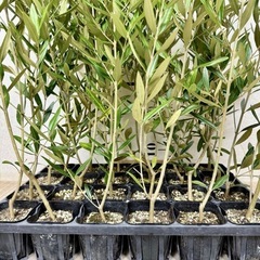 【植物】オリーブ苗 ひなかぜの画像