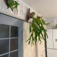 ビカクシダ、ビフルカツムの画像