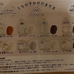 【決まりました！】うちの子のけだまだま　ハチワレの画像