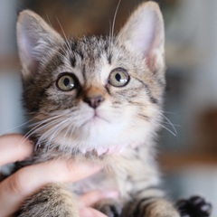 【たびーな】おっとりブラウンタビー・女の子