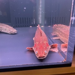 ポリプテルス　ビキールコリバの画像