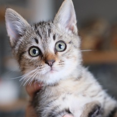 【たびでんか】イケイケブラウンタビー・男の子