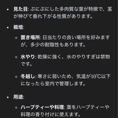 アロマティカス　鉢上げ苗の画像