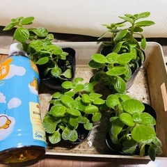 アロマティカス　鉢上げ苗の画像