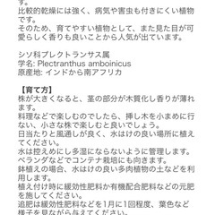 アロマティカス　鉢上げ苗の画像