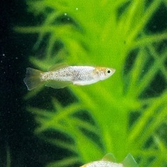 紡　2ペア　めだかの画像