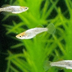 紡　2ペア　めだかの画像