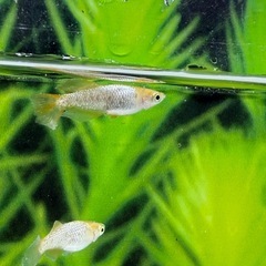 紡　2ペア　めだかの画像