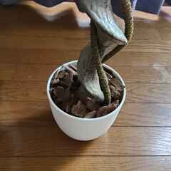 【値下げ11/2まで】観葉植物　フェイクグリーン　ベンジャミンの画像