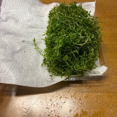 ニューパール、パール大増量の画像