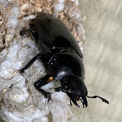 ギラファノコギリクワガタ ジャワ産  ペアの画像