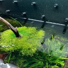 【水草】リシア1カップ(量は相談可)の画像