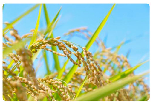 夢つくし（玄米）令和7年収穫　30kg　④