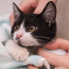 【くりすけ】嬉しがりの甘えん坊