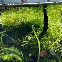 【水草】リシア1カップ(量は相談可)の画像