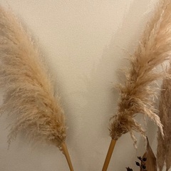 ドライフラワー　セットの画像