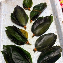 お取引中＊メダカに🍂柿の葉🍃抗菌効果.越冬準備に【35枚+α 】No④の画像