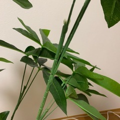 パキラ　フェイク観葉植物　の画像