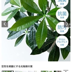 パキラ　フェイク観葉植物　の画像