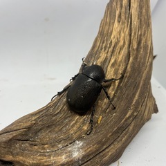 アトラスオオカブト　WD ペアの画像