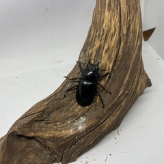 セアカフタマタクワガタ　WD ペアの画像