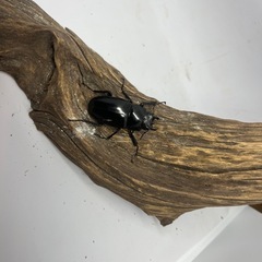 ギラファノコギリクワガタ　ペアの画像