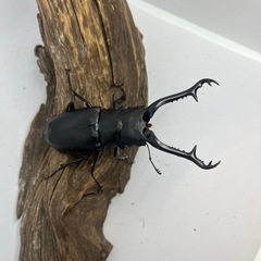 ギラファノコギリクワガタ　ペアの画像