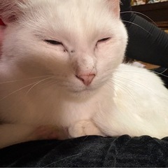白猫くん♂ 