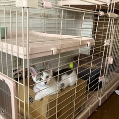 キャットケージの画像