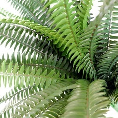 【未使用】シダ アイアン ハンギング 観葉植物 フェイクグリーンの画像