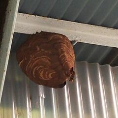 害獣害虫駆除秦野市ホンチョウアニマルサービス２m以下8千～１万円...