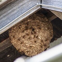 ホンチョウアニマルサービスハチの巣駆除２m以下8千～１万円メール...