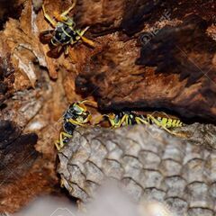 ホンチョウアニマルサービススズメバチ巣駆除２m以下8千～１万円メ...