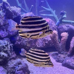 【海水魚】カゴカキダイ3匹セットの画像