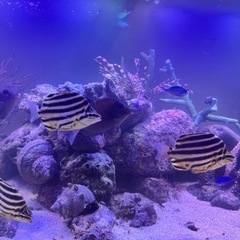 【海水魚】カゴカキダイ3匹セットの画像